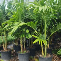 Spectacular Christmas Palms 6 Feet Tall Measurements Over The Pot!!! Fertilized 