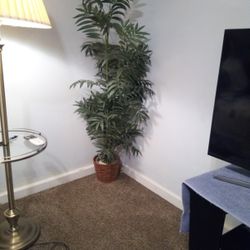 Palm Tree