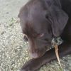 sammy