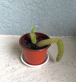 Monkey  Tail  cactus