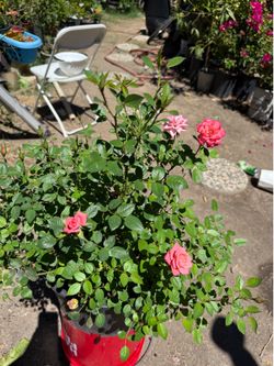 Mini rose bush
