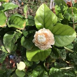 Arabian jasmine starter plants