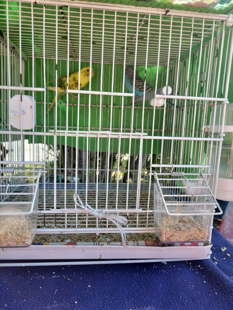 Se Venden Periquitos Australianos a $20.00 Cada Uno Hay Hembras Y Machos