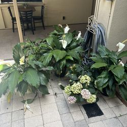 Free Plants Needs Some Love And Water 