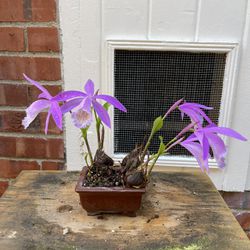 Small Orchid Plant 