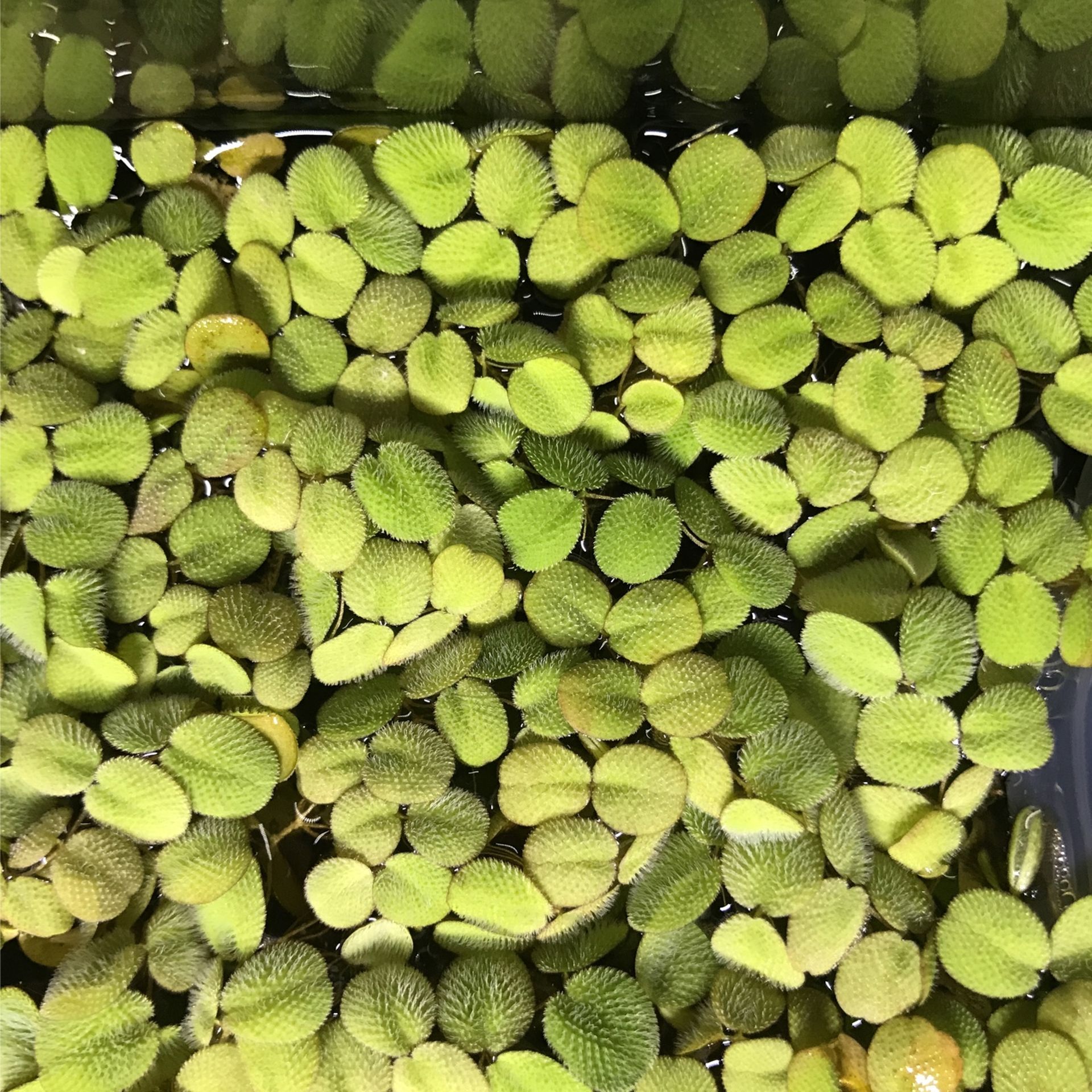 Salvinia Minima Floating Aquarium/pond Plant