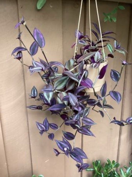 ALL TIME Spiderwort live plant