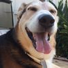 Pancho