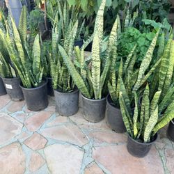 Snake Plants $20 Each Lots For Sale Outdoor Plants 