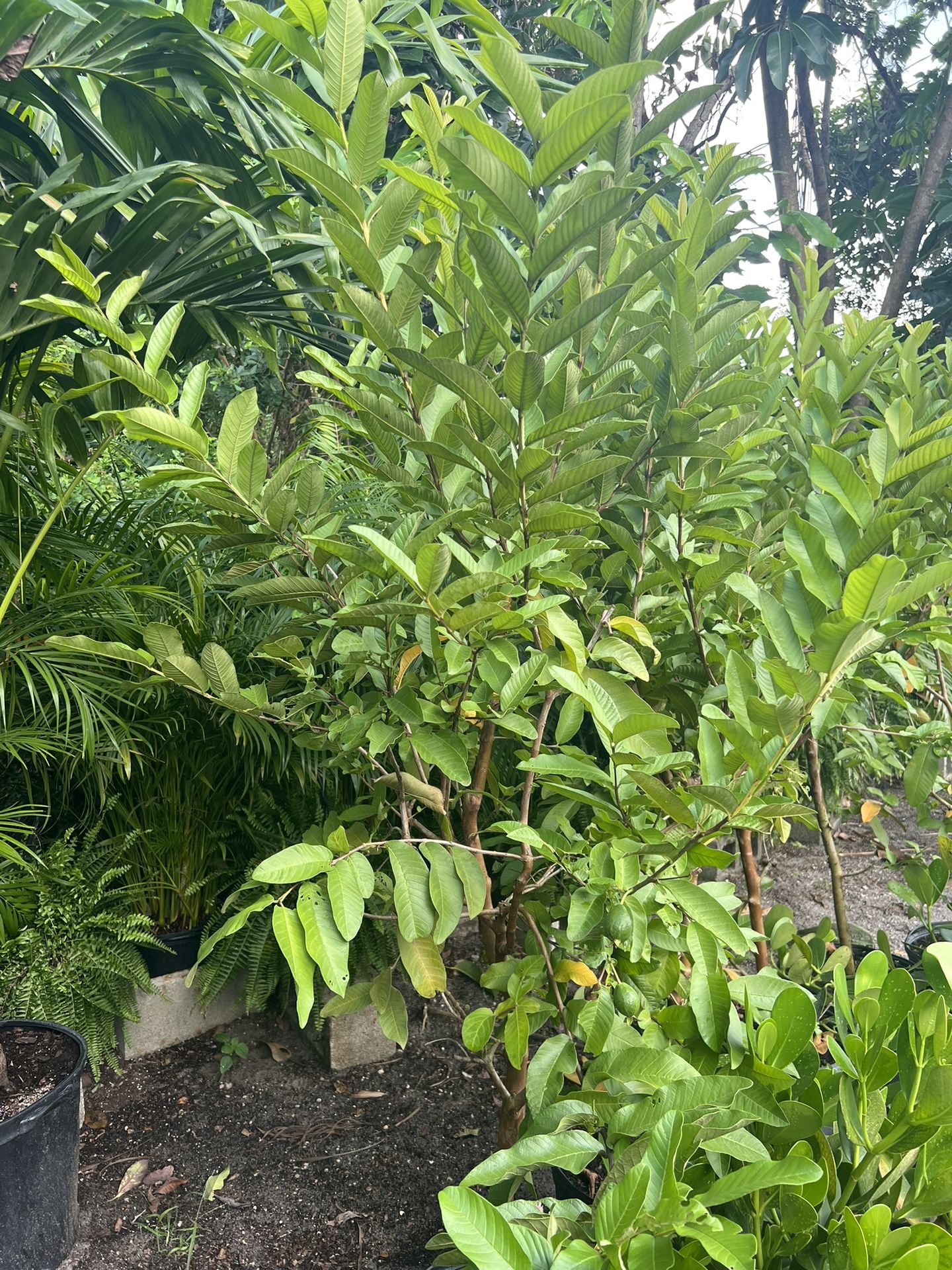 Pink Guava In 7 gls Pot. SPECIAL PRICE 🤩