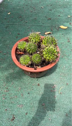 Cactus