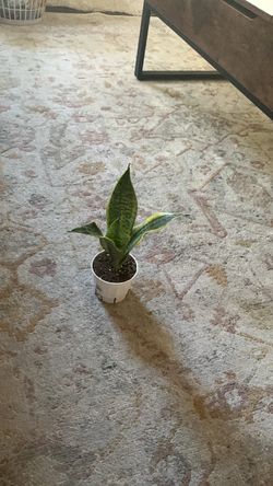 Snake plant