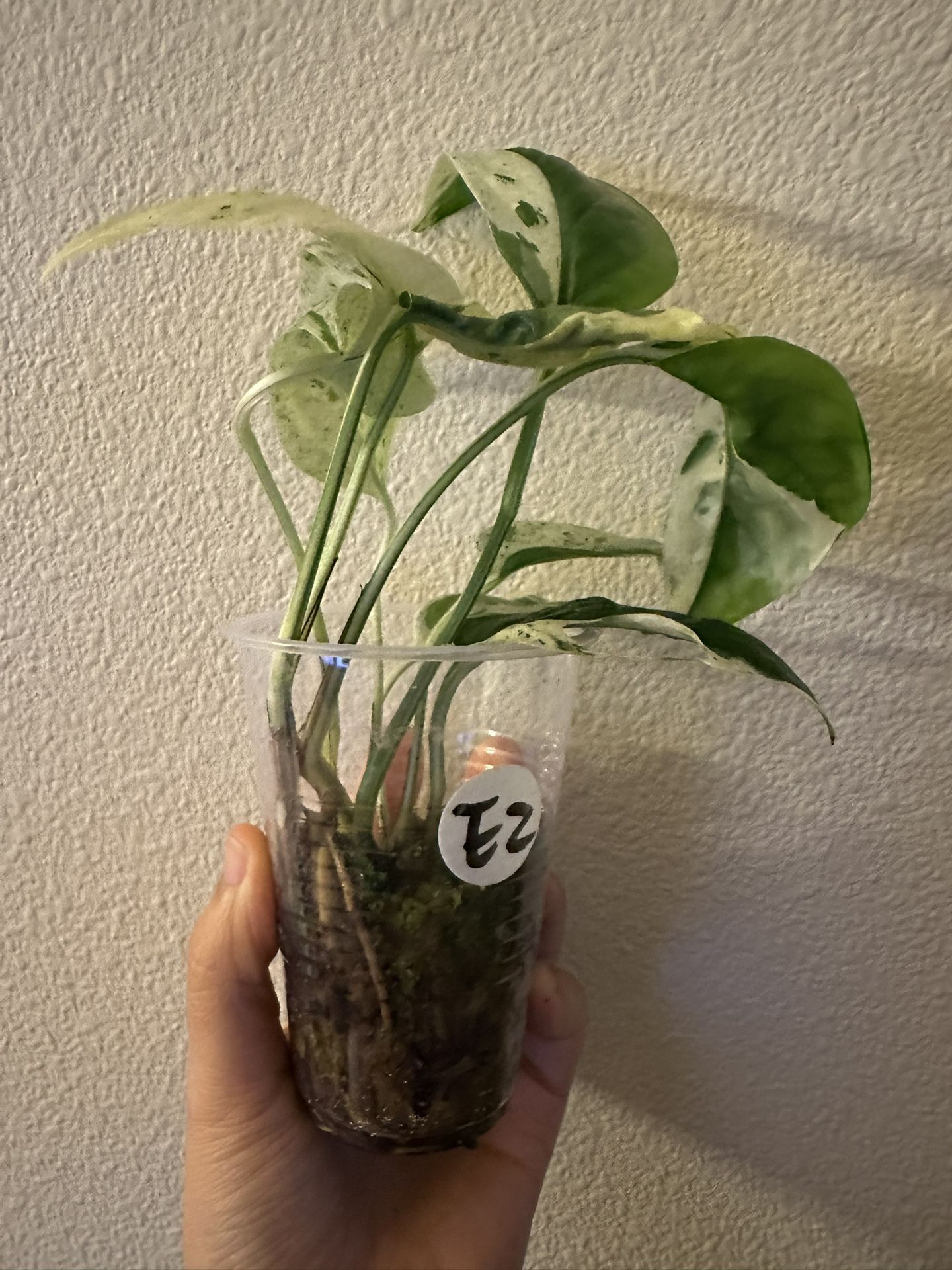 Epipremnum Pinnatum Marble Variegated | Rare Plants | Rooted E2