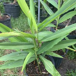 Ginger Plant