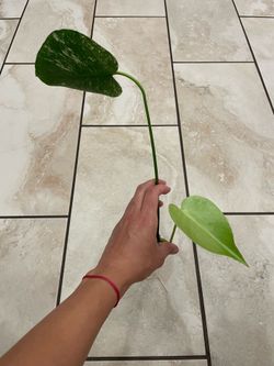 Monstera mint mid cutting