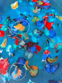 Bettas mas de 25 especies