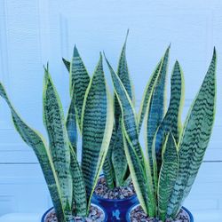 Sansevieria Laurentii Snake Plants Give Out The Fresh Air And Take Away The Bad One - 18” tall -  6” Korean Ceramic Style Pot Including - $15 each 