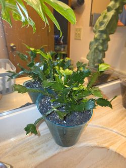 Succulent plant