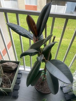 Selling multiple plants