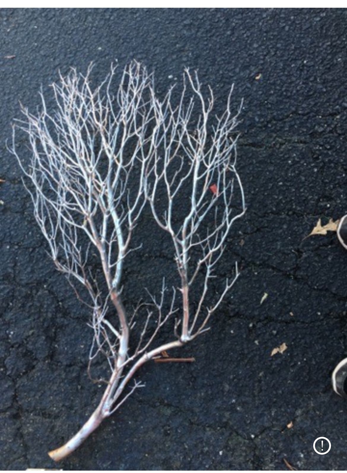 Manzanita Branches