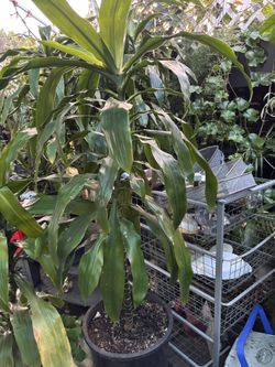 Dracaena fragrans