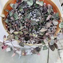 Succulent, String Of Hearts, Ceropegia Woodii