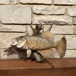 Taxidermy mounted fish