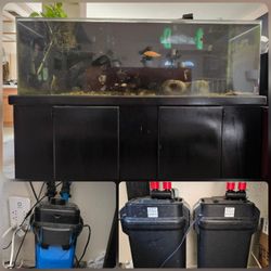 Fish Tank 85gal, Stand, 3x Canister Filter