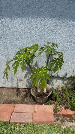 Papaya