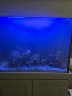 72 Gallon  Saltwater Aquarium 