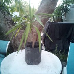 Spineless Yucca Plant 