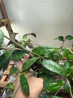 Black Pagoda Lipstick Plant