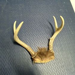 Deer Antlers on Wooden Wall Plate