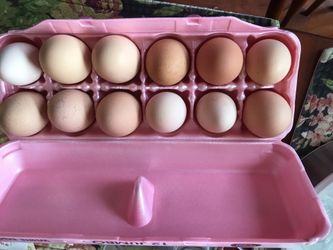 Free range chicken eggs 1-doz