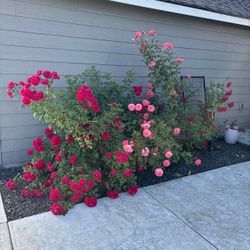 Climbing Rose Bush