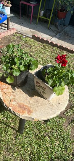 Hermosas plantas, ya enraizadas, se Botes de galón, algunas floreando
