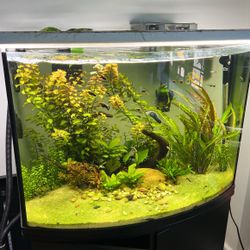 TOPFIN  AQUARIUM & STAND COMBO BowFront Fishtank 