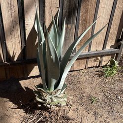 Agave Plant 