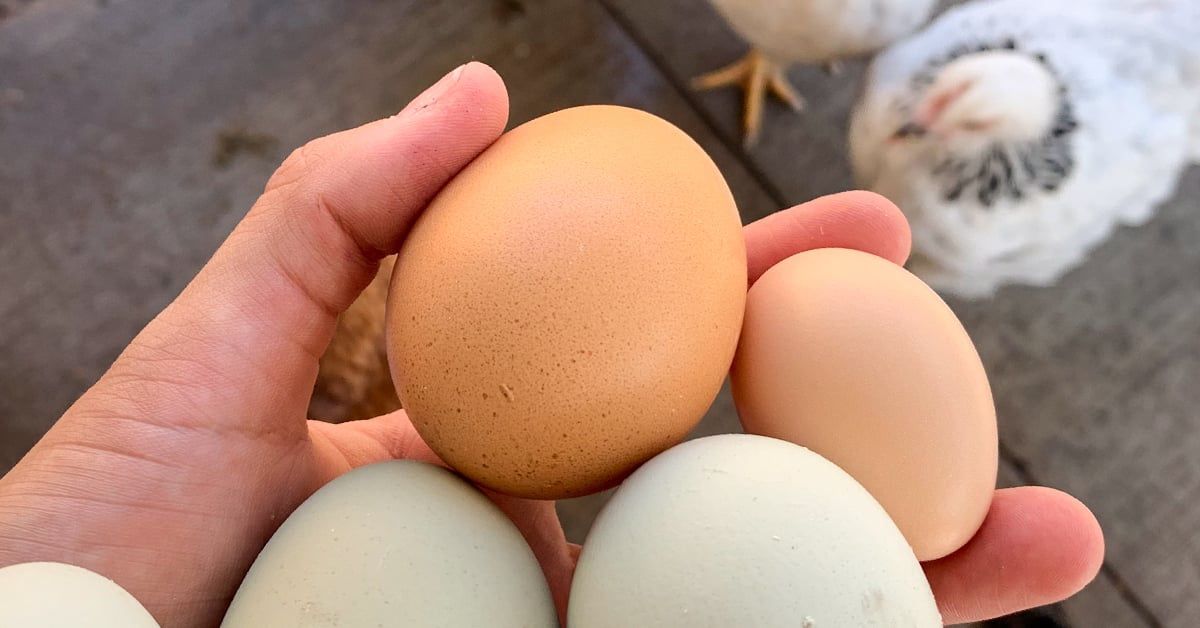 Farm fresh Hen Eggs