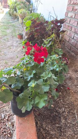 Geranium plant
