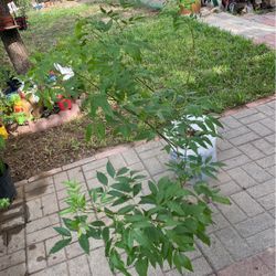 Planta De Esperaza  $15.00 