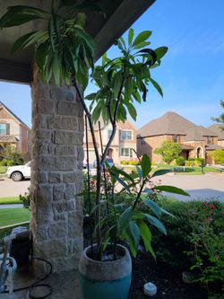 Plumeria 10ft and 4ft