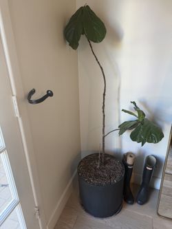 Fiddle-Leaf Fig in Black Pot — $30