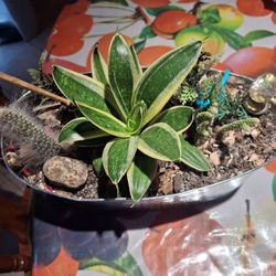 Lengua De Suegra Plant