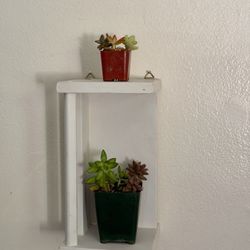 Wall shelf with succulents