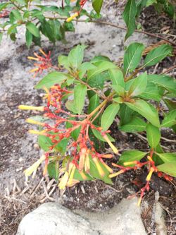 🌺 
BEAUTIFUL FLOWERING LANDSCAPE PLANTS – ONLY $8 EACH! 🌺
