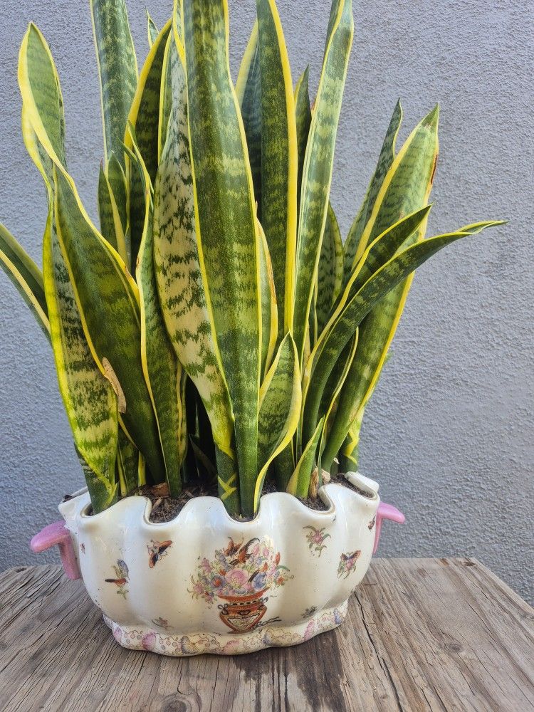 Snake Plant In Decorative Vase