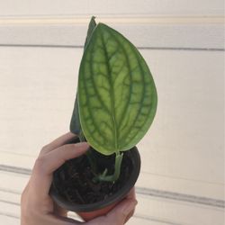 Beautiful Monstera Peru Plant