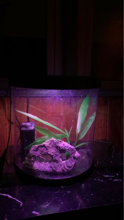 3.5 gallon fish tank with colorful lights and filter