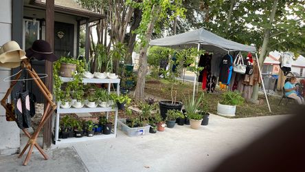 Plants